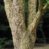 Quercus Suber (Cork Oak) 80-90cm 3L