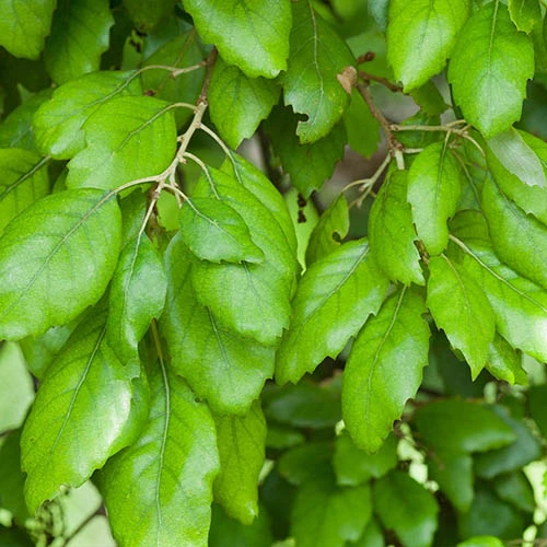 Quercus Suber (Cork Oak) 80-90cm 3L 4 Quercus Suber (Cork Oak) 80-90cm 3L - Image 2