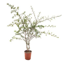 Quercus Suber (Cork Oak) 80-90cm 3L 7 Quercus Suber (Cork Oak) 80-90cm 3L -Garden Plants Sales 680281 2