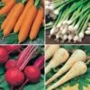 Root Vegetable Seed Collection -Garden Plants Sales 700050