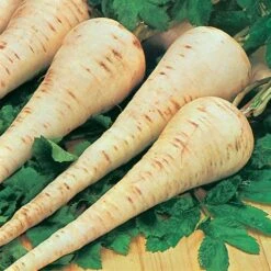 Root Vegetable Seed Collection -Garden Plants Sales 700050 2