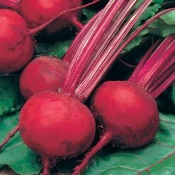 Root Vegetable Seed Collection -Garden Plants Sales 700050 3