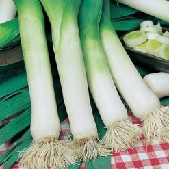 Greens Vegetable Seed Collection 9 Greens Vegetable Seed Collection -Garden Plants Sales 700051 2