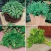Herb Seed Collection -Garden Plants Sales 700052