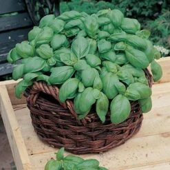 Herb Seed Collection -Garden Plants Sales 700052 1