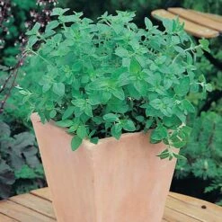 Herb Seed Collection -Garden Plants Sales 700052 2