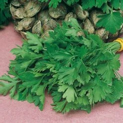 Herb Seed Collection -Garden Plants Sales 700052 3