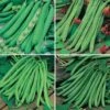 Bean Seed Collection -Garden Plants Sales 700053
