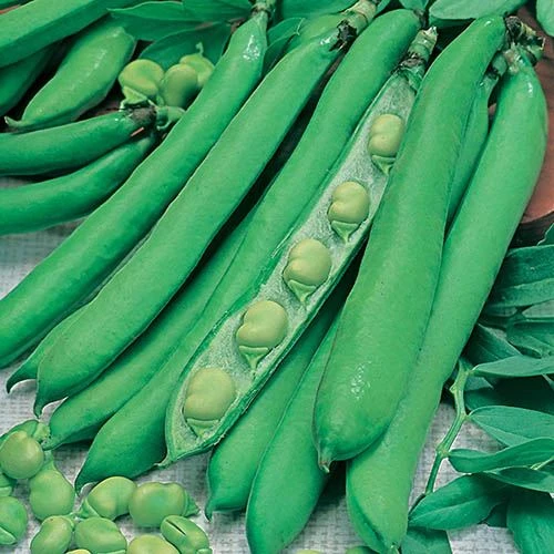 Bean Seed Collection 4 Bean Seed Collection - Image 2