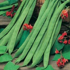 Bean Seed Collection 9 Bean Seed Collection -Garden Plants Sales 700053 2