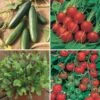 Salad Seed Collection -Garden Plants Sales 700054
