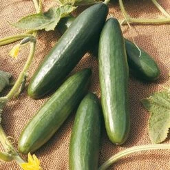 Salad Seed Collection -Garden Plants Sales 700054 1