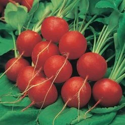 Salad Seed Collection -Garden Plants Sales 700054 2