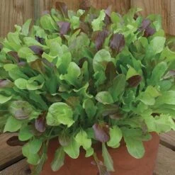 Salad Seed Collection -Garden Plants Sales 700054 3