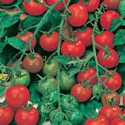 Salad Seed Collection -Garden Plants Sales 700054 4