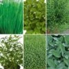 Herb Collection -Garden Plants Sales 750060