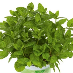 Herb Collection 11 Herb Collection -Garden Plants Sales 750060 2