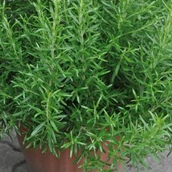 Herb Collection 12 Herb Collection -Garden Plants Sales 750060 3