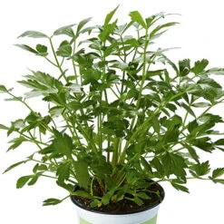 Herb Collection 13 Herb Collection -Garden Plants Sales 750060 4