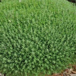 Herb Collection 14 Herb Collection -Garden Plants Sales 750060 5