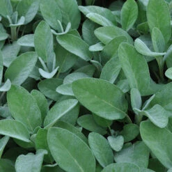 Herb Collection 15 Herb Collection -Garden Plants Sales 750060 6