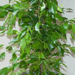 Ficus Benjamina Exotica 'Weeping Fig' -Garden Plants Sales 800104 2