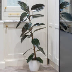 Rubber Plant Ficus Elastica 'Robusta' -Garden Plants Sales 800105 2
