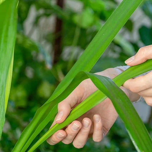 Yucca 2 Stem 45/20cm In 17cm Pot 70cm Tall 4 Yucca 2 Stem 45/20cm In 17cm Pot 70cm Tall - Image 2