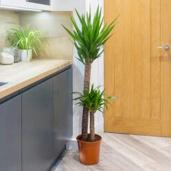 Yucca 2 Stem 45/20cm In 17cm Pot 70cm Tall 8 Yucca 2 Stem 45/20cm In 17cm Pot 70cm Tall -Garden Plants Sales 800106 2