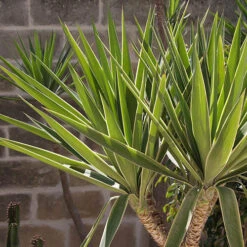 Yucca 2 Stem 45/20cm In 17cm Pot 70cm Tall 9 Yucca 2 Stem 45/20cm In 17cm Pot 70cm Tall -Garden Plants Sales 800106 3
