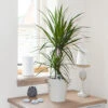 Dracaena Marginata -Garden Plants Sales 800107