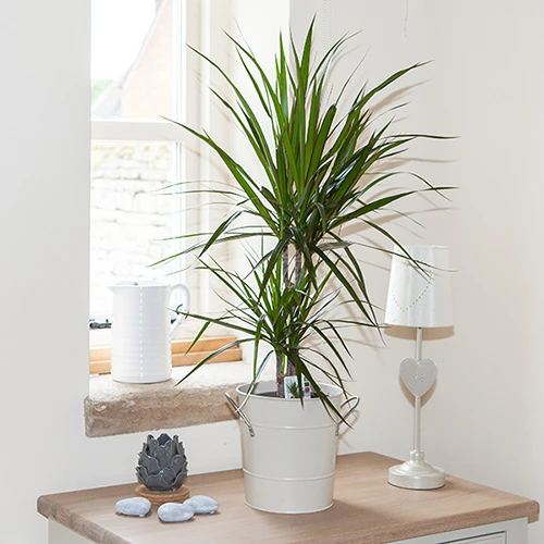 Dracaena Marginata 3 Dracaena Marginata