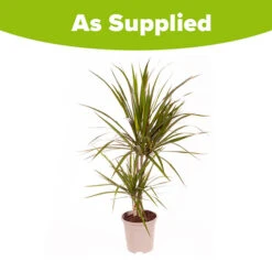 Dracaena Marginata 7 Dracaena Marginata -Garden Plants Sales 800107 2