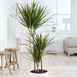 Dracaena Marginata 3 Stem -Garden Plants Sales 800110 2