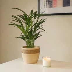 Areca Palm (Dypsis Lutescens) -Garden Plants Sales 800111 1