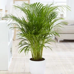 Areca Palm (Dypsis Lutescens) -Garden Plants Sales 800111 3