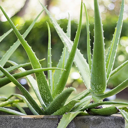 Aloe Vera 4 Aloe Vera - Image 2