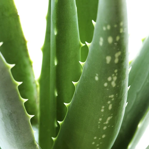 Aloe Vera 5 Aloe Vera - Image 3