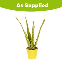 Aloe Vera 11 Aloe Vera -Garden Plants Sales 800113 4