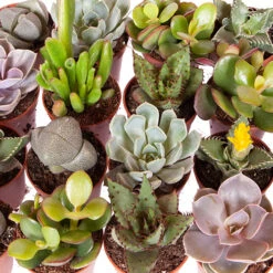 Indoor Succulents Mix -Garden Plants Sales 800130 2