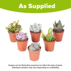 Indoor Succulents Mix -Garden Plants Sales 800130 3