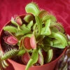 Venus Fly Trap -Garden Plants Sales 800155