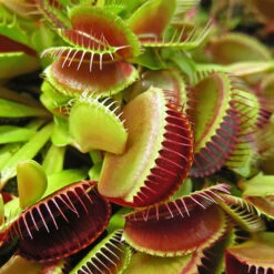 Venus Fly Trap -Garden Plants Sales 800155 2