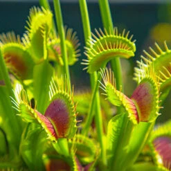Venus Fly Trap -Garden Plants Sales 800155 3