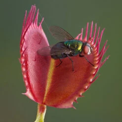 Venus Fly Trap -Garden Plants Sales 800155 4