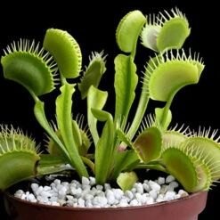Venus Fly Trap -Garden Plants Sales 800155 5