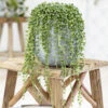String Of Beads (Senecio Rowleyanus) -Garden Plants Sales 800177