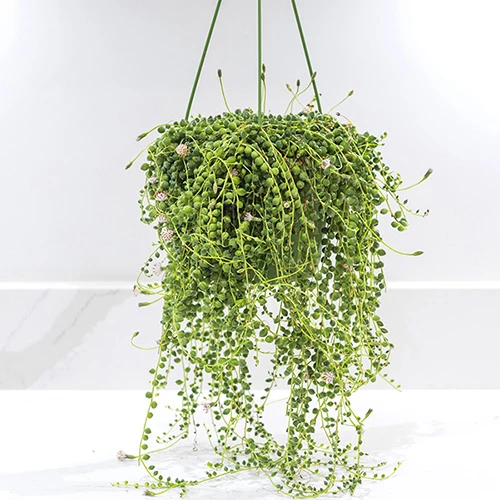 String Of Beads (Senecio Rowleyanus) 4 String Of Beads (Senecio Rowleyanus) - Image 2