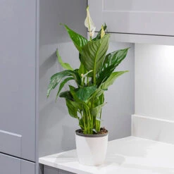 Peace Lily Spathiphyllum 'Sweet Silver' -Garden Plants Sales 800179 2