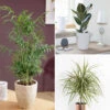 Houseplant Mix 3 Plants -Garden Plants Sales 800196